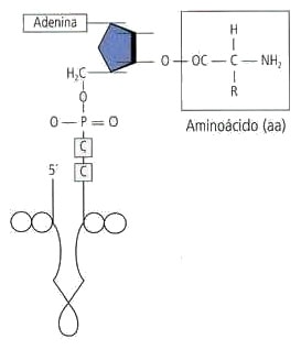 Aminoacil ARNt