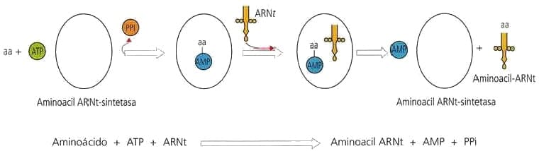 aminoacil-ARNt-sintetasa