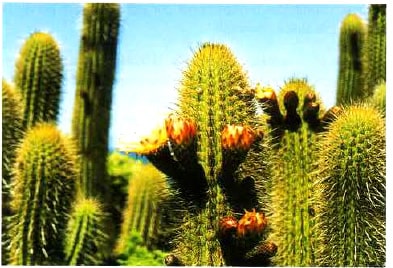 cactus-evolucion