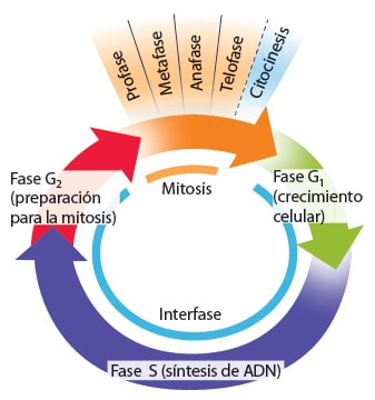 Esquema ciclo celular