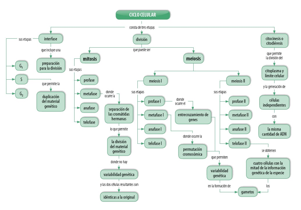 Ciclo Celular Blog De Biología