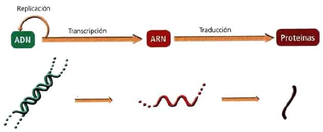 dogma-central-de-la-biologia-molecular