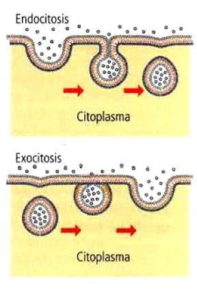 Endocitosis y exocitocis