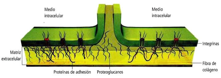 integrinas-y-matriz-extracelular