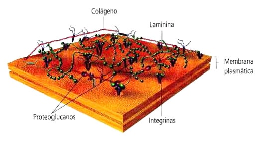 Matriz extracelular