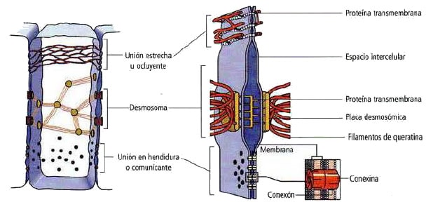 union-celula-celula